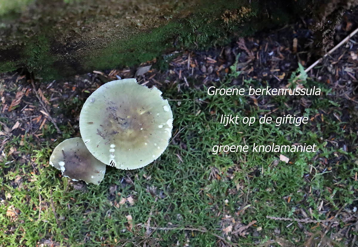 Groene berkenrussula